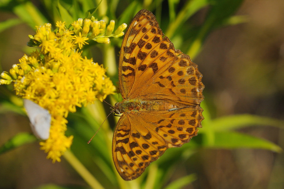 Farfalla da identificare